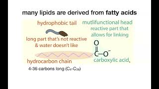 Lipids and membrane biochemistry [upl. by Diba]