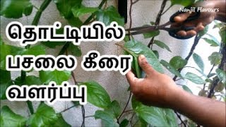 தொட்டியில் பசலை கீரை வளர்ப்பு  Pasalai Keerai growing in Pot Garden in Tamil [upl. by Yrellav8]