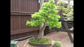 Golden Larch Pseudolarix Bonsai [upl. by Eiralav]