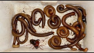 Amazing Diving Beetle and Giant Millipedes Captured near my Colony Bathroom [upl. by Yeslek637]