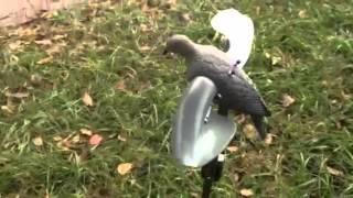 Wind powered dove decoy converted to motorized [upl. by Tavis]