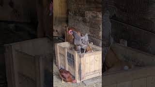 gimpy the invincible chicken chickenfarmer chickendisability chickenfarming [upl. by Anol]