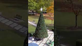 Birmingham City Hall’s Christmas Tree Goes Up [upl. by Nairoc]