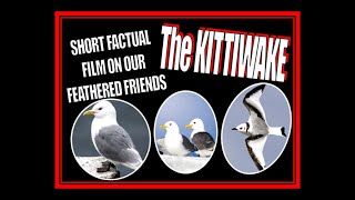 Kittiwake Short Factual Film About Our Feathered Friends KITTIWAKE [upl. by Ednew277]