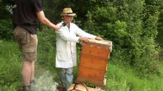 Bee in contact Videopodcast  Aufbau eines Bienenvolkes mit der Einfachbeute [upl. by Acinot]