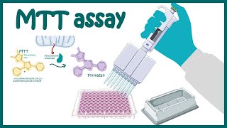 MTT assay  Cell Viability and Cytotoxicity determination using MTT assay [upl. by Willtrude]