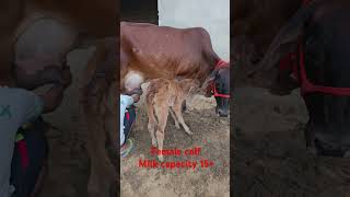 Second lactation sahiwal cow with female calf milk capacity 15 kg [upl. by Namilus664]