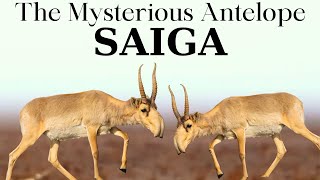 Saiga the Mysterious Antelope [upl. by Ande774]