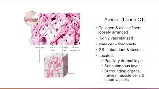 4 Connective Tissue Proper [upl. by Adihsaar]