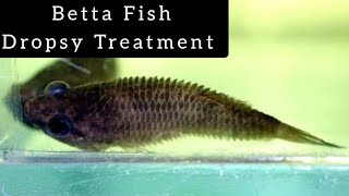 Dropsy  How to treat Dropsy disease in Betta Fish  தமிழ் [upl. by Mayrim]