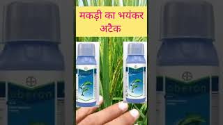 मकड़ी का अटैक  spiromesifen 240 sc  bayer oberon makdi nashak [upl. by Pillyhp]