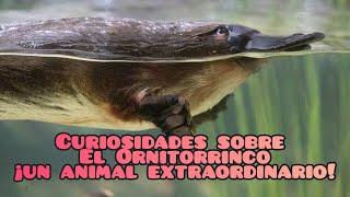 Curiosidades sobre el ornitorrinco ¡un animal extraordinario [upl. by Gaither]