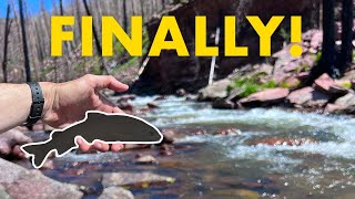 It Took Me YEARS to Catch This New Species Tenkara Fly Fishing in a Creek [upl. by Arhez]