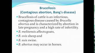 Brucellosis ppt [upl. by Noraa]