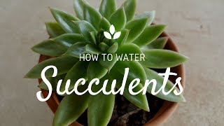 How To Water Succulents [upl. by Silin]