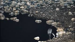 Black Headed Heron [upl. by Gautious]