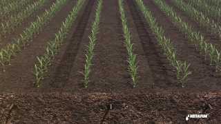 Subsurface drip irrigation for corn by Netafim [upl. by Elocon]