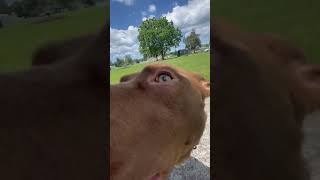 Sniffer dogs dog pitbull pitlabmix dogsofyoutube cute meme doglovers dogshorts doglife va [upl. by Hploda]