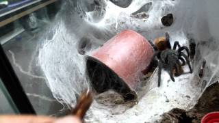 Tarantula feeding video [upl. by Ver]