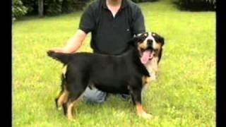 I Quattro Bovari Svizzeri Entlebucher [upl. by Halli]