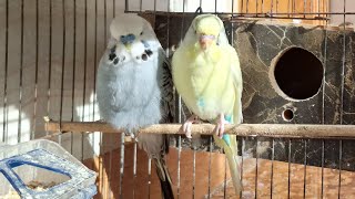 Birds Singing In The Morning  Beautiful Budgies Bird Video  Bird Sounds For Relaxation [upl. by Jordain473]