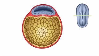 General Embryology Detailed Animation On Neurulation [upl. by Dloniger]