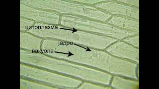 Епидермис од кромид Allium cepa [upl. by Duky]