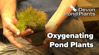 Oxygenating Pond Plants Oxygenators [upl. by Ainnet534]