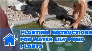 Care of Lilies  Planting Instructions for Water Lily Pond Plants [upl. by Zurc]