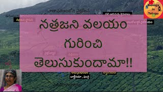 Nitrogen cycle in Telugu for class 9  unit 11 జీవభౌగోళిక రసాయినిక వలయాల [upl. by Keslie]