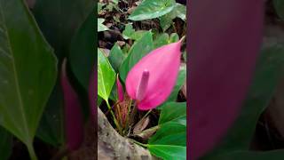 Anthurium flowerBeautiful nature 💐🏵️ [upl. by Notnek]