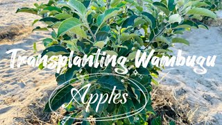 Growing apples🍎🍏🍎Transplanting Wambugu apples in Namibia  stepbystep [upl. by Aehsila229]