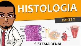 Sistema Excretor  Renal  Urinário 03  Histologia P2 Bexiga ureteres uretra e rins [upl. by Anecusa920]