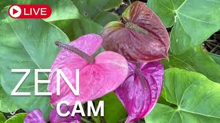 Feeling Stressed Visit the Zen Cam  New Live Streaming Camera [upl. by Shamus]