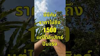 บีบีกัน 1500 เเต่ได้ลิขสิทธิ์ปืนจริง [upl. by Nomit]