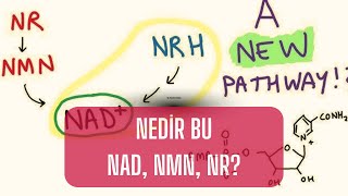 Nedir bu NAD NMR NR  Dr Can Akgündüz [upl. by Vastah]