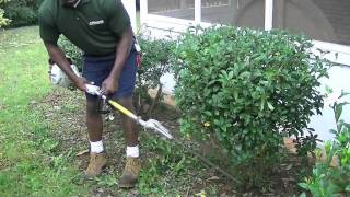 ASEEM LANDSCAPING 2Hedging Gardenias [upl. by Betthezel574]