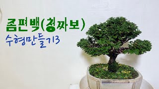 좀편백짜보 수형만들기3Hinoki cypress Bonsai [upl. by Laemsi]