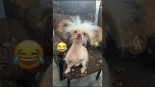 Bechare doggy ka kya haal kar diya dog funny prank cute funnyanimals puppyvideos funnypuppy [upl. by Rayshell421]