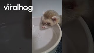 Have You Ever Heard a Baby Ferret Snore  ViralHog [upl. by Pammy]