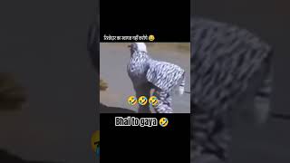 Angry 😡 boy this lion 🦁 viralvideo viralshort youtubeshorts instagram reels [upl. by Dlanod]