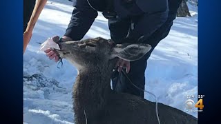 South Metro Fire Rescuers Pull Deer From Icy Lake [upl. by Marsiella402]