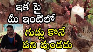 గుడ్లు కొనే పని వుండదుఈ కోళ్ళని కొంటేRIR ChickensPoultry Hens AvailableBV 380Pradeep Farms [upl. by Scriven]