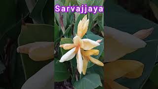 Sarvajjaya Plant  Yellow Water Canna  Louisiana Canna Canna Glauca [upl. by Nivan]