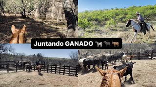 LOS PAISAJES BONITOS QUE SE MIRAN EN EL NORTE DE MEXICO ARREANDO GANADO🐮☀️ desde Mascareña Sonora [upl. by Gerri]