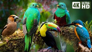 The Most Stunning Nature and Relaxing Bird Sounds to Relieve Stress and Beat Anxiety  Calm Time [upl. by Arber]