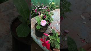 Mandeville amp Fuchsia Available onlinesale salevideo flowerplant mandeville tvm [upl. by Orfield]