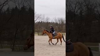 cantering horse equestrian horses [upl. by Bee]