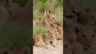 Lion cubs with Mom Lion Shorts [upl. by Eirolav]