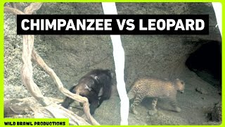 Leopard attacks Chimpanzees in Senegal  Other footages of Chimp vs Leopard Wild dogs Hyena etc [upl. by Lakin]